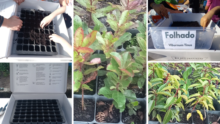 plantas
