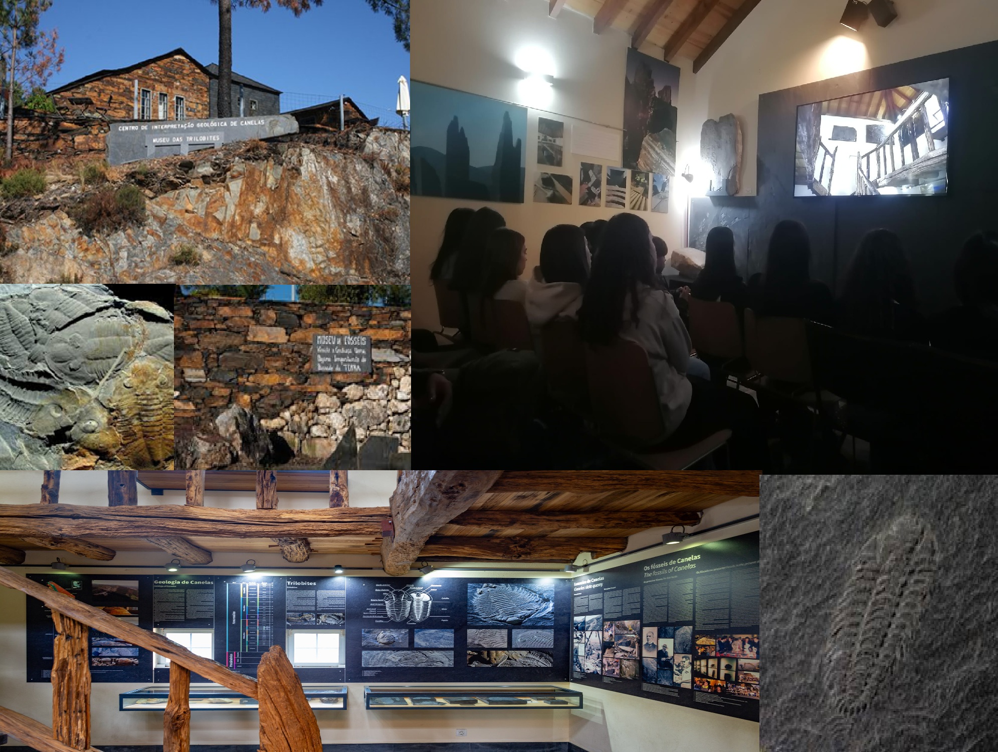 tril Maria Alexandra Esteves